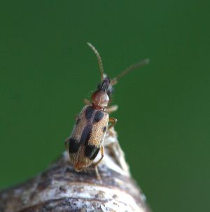 Notoxus monoceros.Rimvydo. 100512-88.jpg