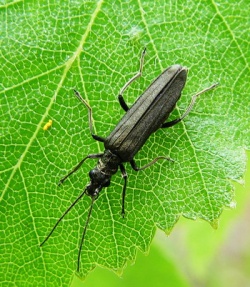 Oedemera virescens.MKE.2008-05-18.jpg