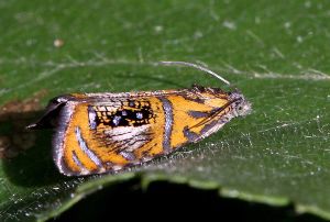 Olethreutes arcuella.RimvydoKindurio.110619.jpg