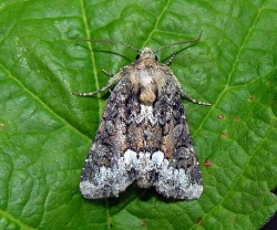 Oligia strigilis.MKE.2007-06-24.jpg