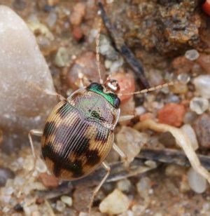 Omophron limbatum.R.Kindurio.130512-14-copy.jpg