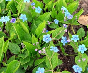 Omphalodes verna.MKE.2006-05-03.jpg