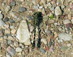Onychogomphus forcipatus.MKE.jpg