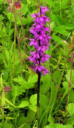 Orchis masculaMKE.2006-06-10.jpg