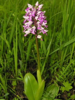 Orchis militaris.MKE.2006-06-08.JPG