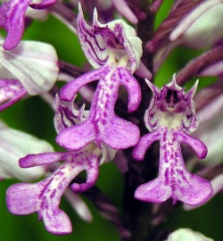 Orchis militaris1.MKE.2006-06-08.jpg