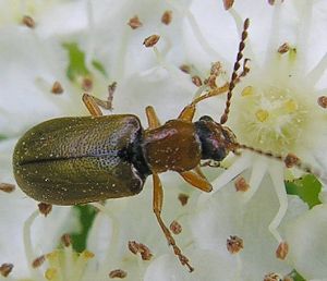 Orsodacne cerasi.MKE.2010-05-30.jpg