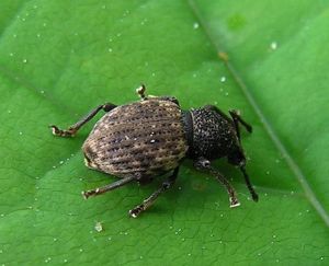 Otiorhynchus raucus.MKE.2010-05-15.jpg