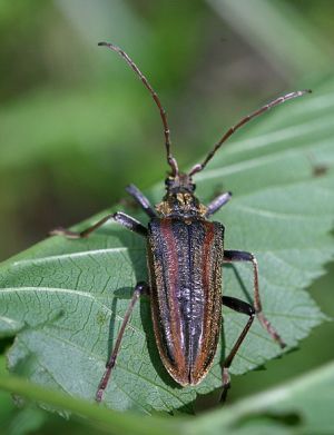 Oxymirus cursor.Rimvydo.090621.jpg