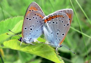 P1110742-Ly tel-cropp.jpg