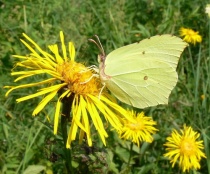 P1120341-Gonepteryx rhamni1-crop.jpg