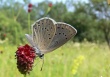 Kraujalakinis melsvys (Maculinea teleius)