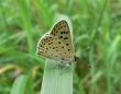 Tamsusis auksinukas (Lycaena tityrus)