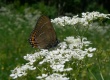 Slyvinis uodeguotis (Satyrium pruni)