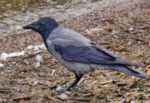 P1300772-Pilkoji Varna.MKE.jpg