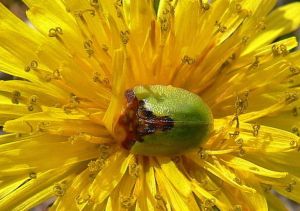 P1380390-Cassida1.jpg