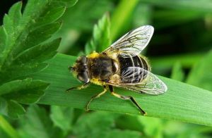 P1400262-Eristalis arbustorum.MKE .jpg