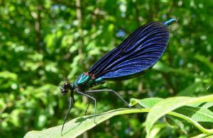 P1400952-CalopteryxVirgo-MKE-patinas.jpg
