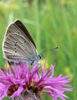 Pilkasis melsvys (Polyommatus semiargus)