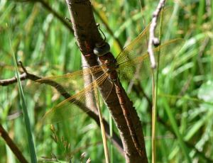 P1440957-AES GRA.jpg