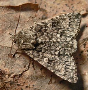 P1500363-Acronicta megacephala.jpg
