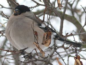 P1720144-PYRPYRpatele.jpg