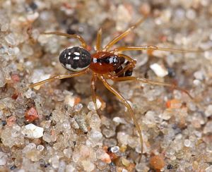 Pachygnatha listeri.RimvydoKindurio.jpg