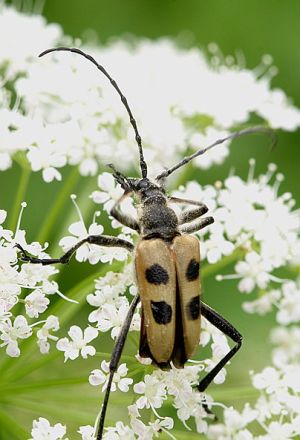 Pachyta quadrimaculata.Rimvydo.090628.jpg