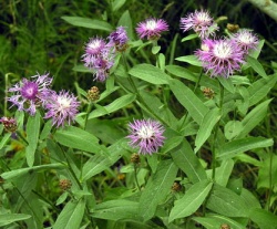 Pakrumine bajore.MKE.2006-07-12.jpg