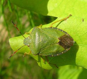 Palomena prasina.MKE.2010-05-30.jpg