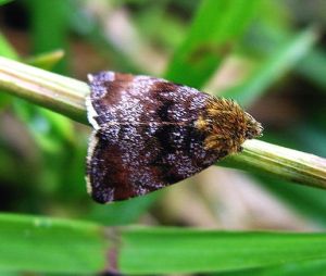 Panemeria tenebrata.2008-05-15.jpg
