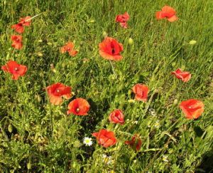 Papaver dubium.MKE.2006-07-01.JPG