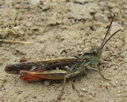 Paprastasis skeriukas.MKE.2008-07-13.jpg