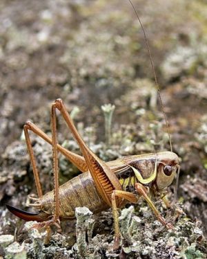 Paprastasis spragtukas.jpg