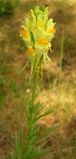 Paprastoji linazole.MKE.2006-07-06.jpg