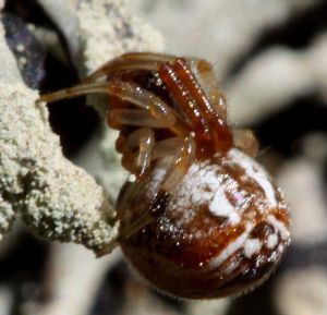 Parasteatoda lunata.rimvydo.jpg