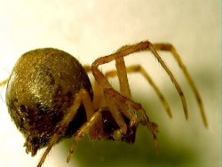 Parasteatoda tepidariorum.MKE.jpg