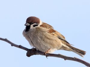 Passer montanusRimvydoKindurio. 100206-06.jpg