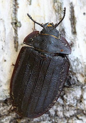 Peltis grossa.Rimvydo.100517-32.jpg