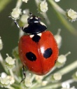 Septyntaškė boružė (Coccinella quinquepunctata)