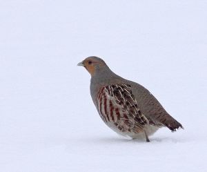 Perdix perdix.RimvydoKindurio.120218-04.jpg