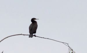 Phalacrocorax carbo. 090926.jpg