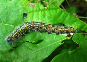 Phalera bucephala.MKE.2008-09-07.jpg