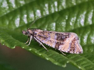 Phiaris metallicana.R.Kindurio.120619-08-copy.jpg