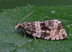Phiaris umbrosana.R.Kindurio.120619-05-copy.jpg