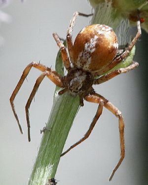 Philodromus collinus.Rimvydo.Maigai.100711-30.jpg