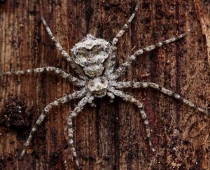Philodromus margaritatus.MKE.RimvydoKindurio.jpg