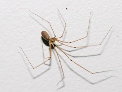 Pholcus phalangioides.MKE.jpg