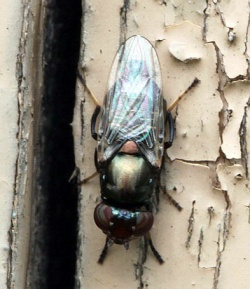 Physiphora alceae.2010-08-07.MKE.jpg