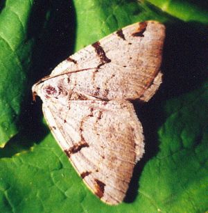 Pilkasis serbentinis sprindzius.Kli.jpg